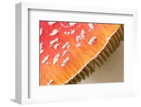 Fly Agaric fungus, Beacon Hill Country Park, Leicestershire, UK-Ross Hoddinott / 2020VISION-Framed Photographic Print