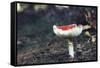 fly agaric in the Teutoburg Forest-Nadja Jacke-Framed Stretched Canvas