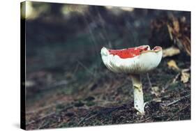 fly agaric in the Teutoburg Forest-Nadja Jacke-Stretched Canvas