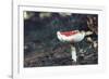 fly agaric in the Teutoburg Forest-Nadja Jacke-Framed Photographic Print