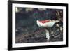 fly agaric in the Teutoburg Forest-Nadja Jacke-Framed Photographic Print