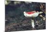 fly agaric in the Teutoburg Forest-Nadja Jacke-Mounted Photographic Print