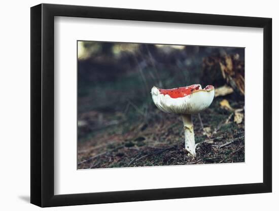 fly agaric in the Teutoburg Forest-Nadja Jacke-Framed Photographic Print