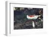 fly agaric in the Teutoburg Forest-Nadja Jacke-Framed Photographic Print