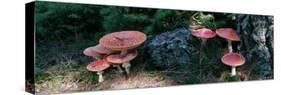 Fly Agaric Mushrooms, French Riviera, France-null-Stretched Canvas