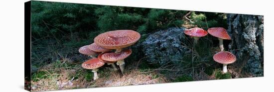 Fly Agaric Mushrooms, French Riviera, France-null-Stretched Canvas