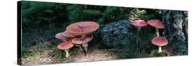 Fly Agaric Mushrooms, French Riviera, France-null-Stretched Canvas
