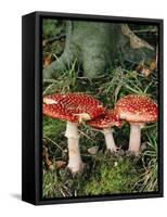 Fly Agaric Mushrooms In Wood-Michael Marten-Framed Stretched Canvas