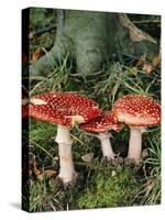 Fly Agaric Mushrooms In Wood-Michael Marten-Stretched Canvas