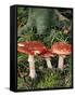Fly Agaric Mushrooms In Wood-Michael Marten-Framed Stretched Canvas