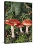 Fly Agaric Mushrooms In Wood-Michael Marten-Stretched Canvas