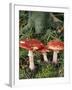 Fly Agaric Mushrooms In Wood-Michael Marten-Framed Photographic Print
