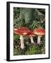 Fly Agaric Mushrooms In Wood-Michael Marten-Framed Photographic Print