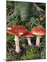 Fly Agaric Mushrooms In Wood-Michael Marten-Mounted Photographic Print