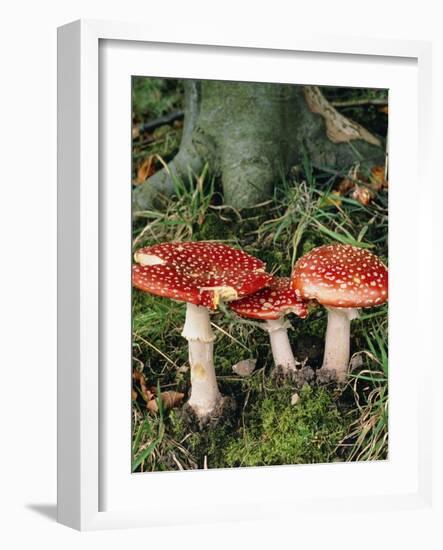 Fly Agaric Mushrooms In Wood-Michael Marten-Framed Photographic Print