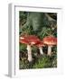 Fly Agaric Mushrooms In Wood-Michael Marten-Framed Photographic Print