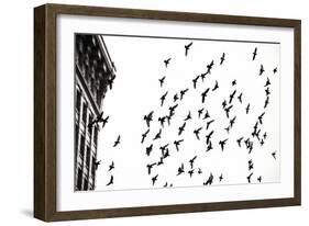 Fly Away-Sharon Wish-Framed Photographic Print