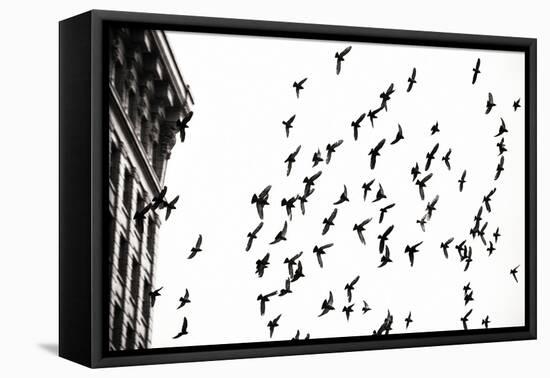 Fly Away-Sharon Wish-Framed Stretched Canvas