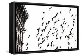 Fly Away-Sharon Wish-Framed Stretched Canvas