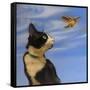 Fly Away-Diane Hoeptner-Framed Stretched Canvas