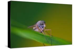 Fly, Blade of Grass, Diptera-Alfons Rumberger-Stretched Canvas