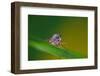 Fly, Blade of Grass, Diptera-Alfons Rumberger-Framed Photographic Print