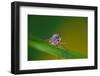 Fly, Blade of Grass, Diptera-Alfons Rumberger-Framed Photographic Print