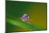 Fly, Blade of Grass, Diptera-Alfons Rumberger-Mounted Photographic Print