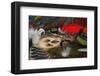 Fly-Fishing: Flies Accessories-null-Framed Art Print