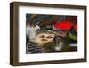 Fly-Fishing: Flies Accessories-null-Framed Art Print