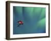 Fly Fishing Lure-null-Framed Photographic Print