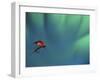 Fly Fishing Lure-null-Framed Photographic Print