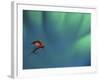 Fly Fishing Lure-null-Framed Photographic Print