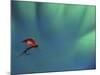 Fly Fishing Lure-null-Mounted Photographic Print