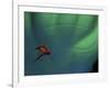 Fly Fishing Lure-null-Framed Photographic Print