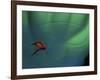 Fly Fishing Lure-null-Framed Photographic Print