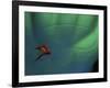 Fly Fishing Lure-null-Framed Photographic Print