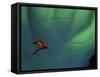 Fly Fishing Lure-null-Framed Stretched Canvas