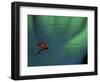 Fly Fishing Lure-null-Framed Photographic Print