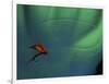 Fly Fishing Lure-null-Framed Photographic Print