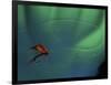 Fly Fishing Lure-null-Framed Photographic Print