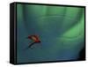 Fly Fishing Lure-null-Framed Stretched Canvas