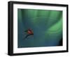 Fly Fishing Lure-null-Framed Photographic Print