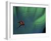 Fly Fishing Lure-null-Framed Photographic Print