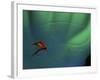 Fly Fishing Lure-null-Framed Photographic Print