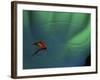 Fly Fishing Lure-null-Framed Photographic Print