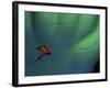 Fly Fishing Lure-null-Framed Photographic Print