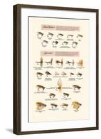 Fly-Fishing Lures: Low Water and Special-null-Framed Art Print