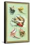 Fly Fishing Lures-null-Framed Stretched Canvas