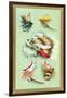 Fly Fishing Lures-null-Framed Art Print